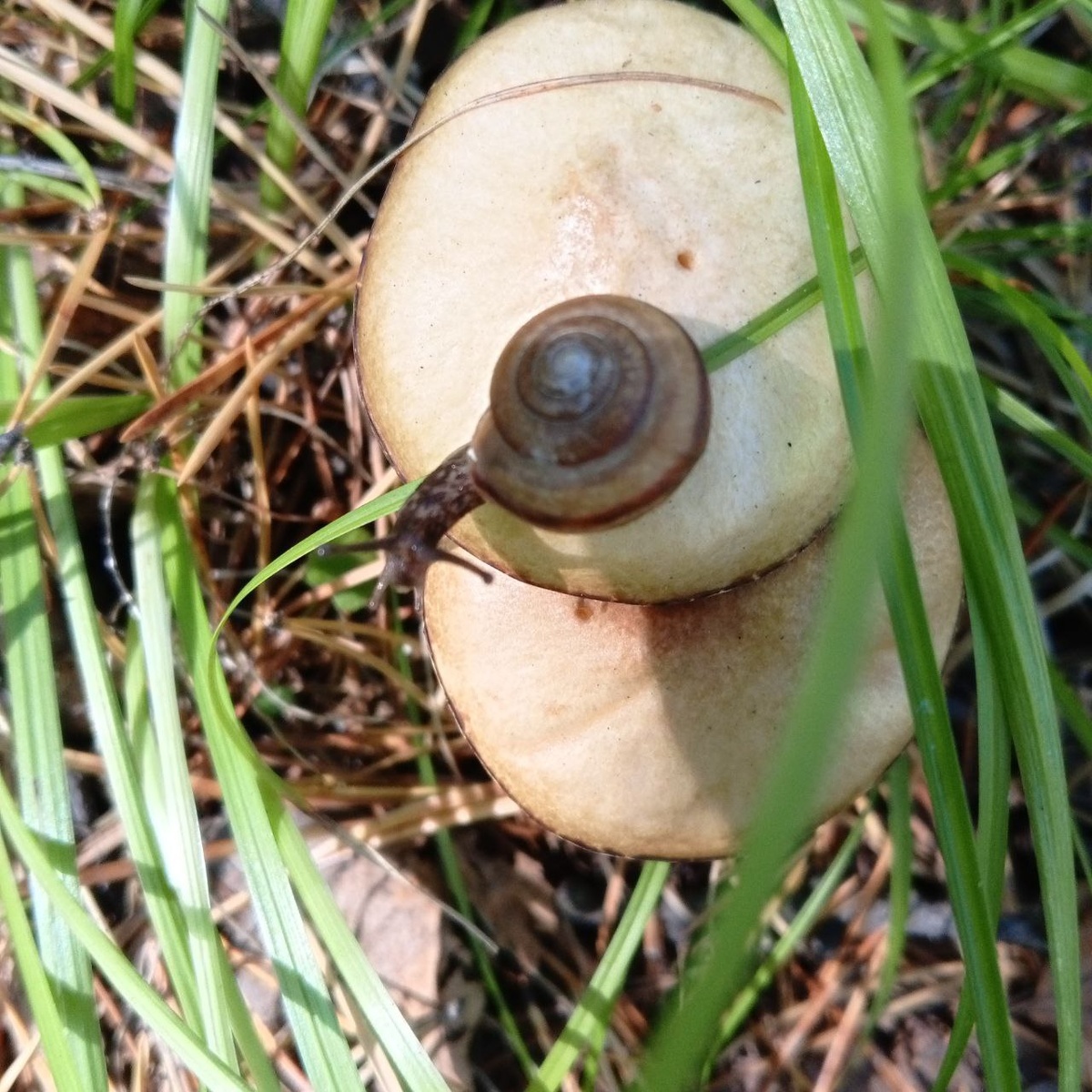 Фото автора. Правда, это чудо природы?)))