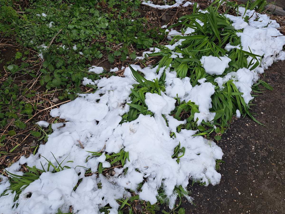 Некоторые петербуржцы увидели даже небольшие сугробы.  Фото: Фото: ФедералПресс / Вера Романескул