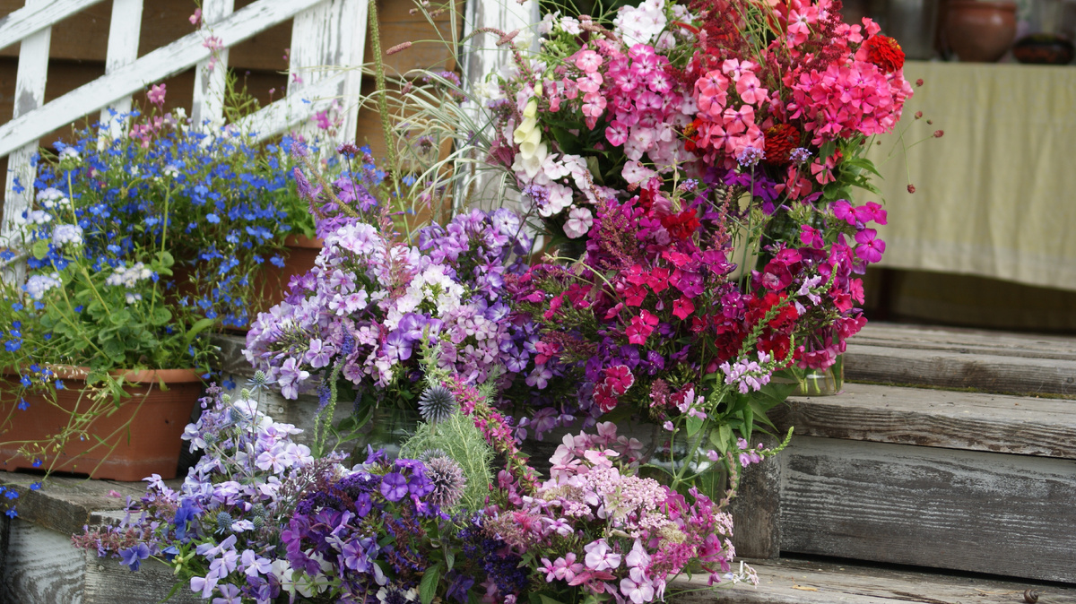 Моя личная выставка флоксов