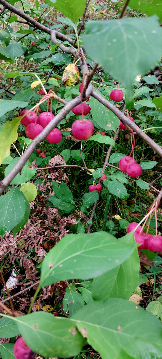 Лесная красавица