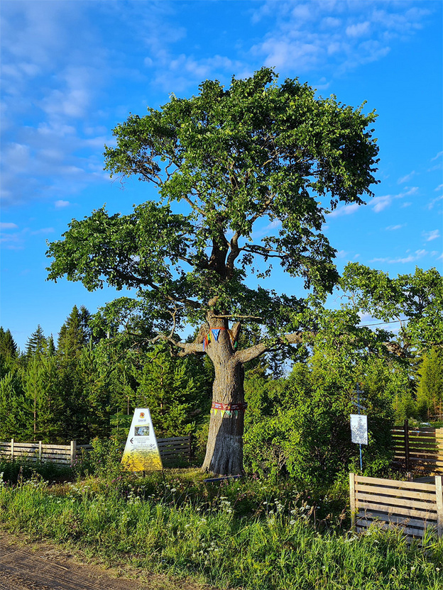   Кировский вяз «Символ времени» вошел в топ-15 конкурса «Российское дерево года»