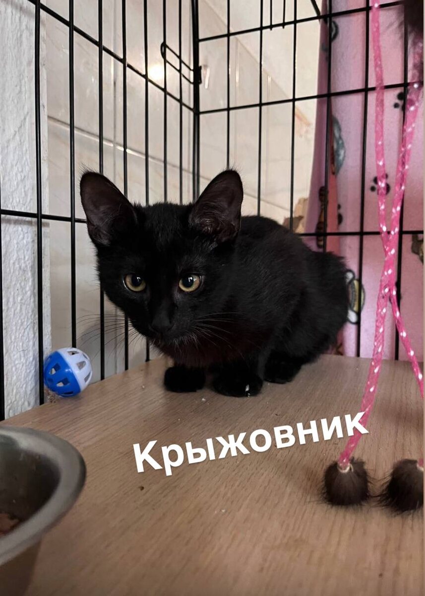 Крыжовник очень хочет казаться серьёзным