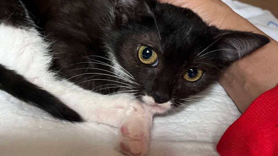 Их нельзя обратно в подвал. Там не то что выживают сильнейшие, там вообще из котят мало кто выживает