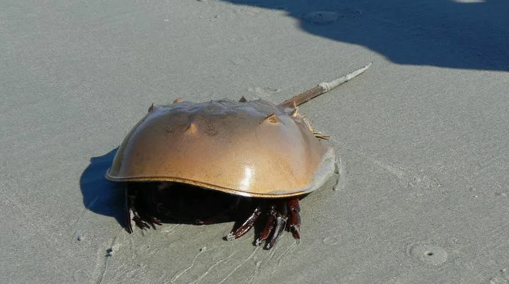 Поставь лайк!