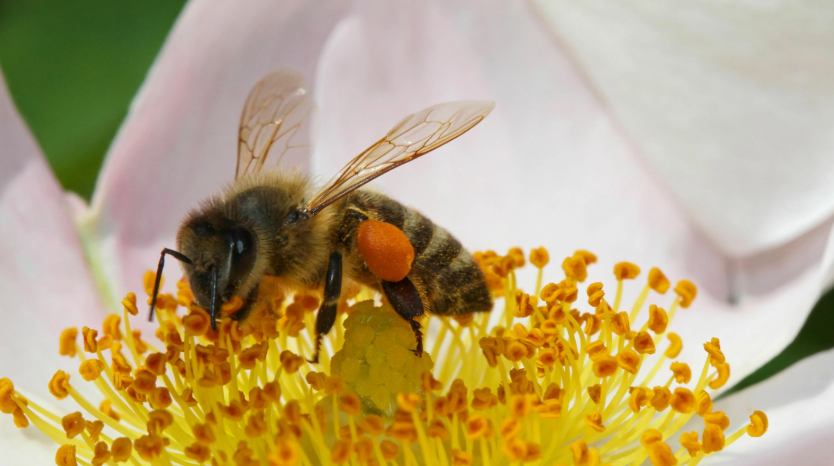 Поставь лайк!