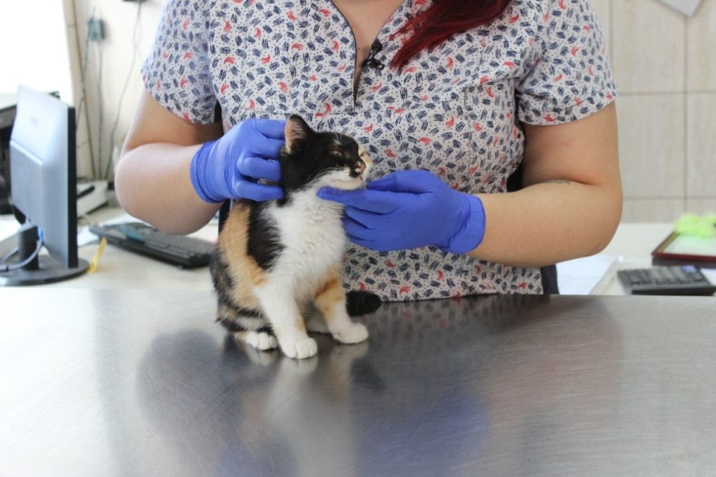    фото: donland.ru Редактор