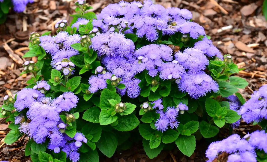 Агератум и его невероятные свойства