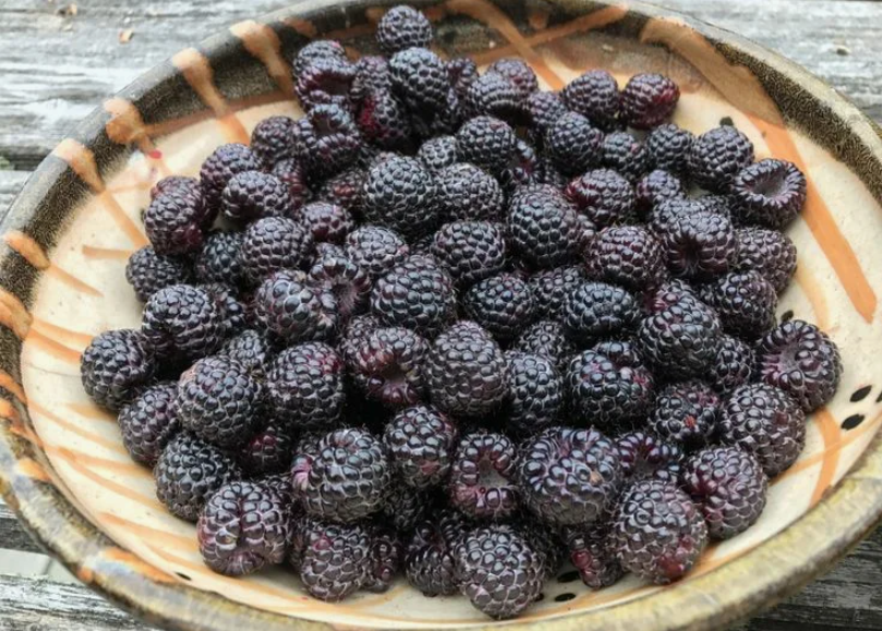 Чёрная малина.