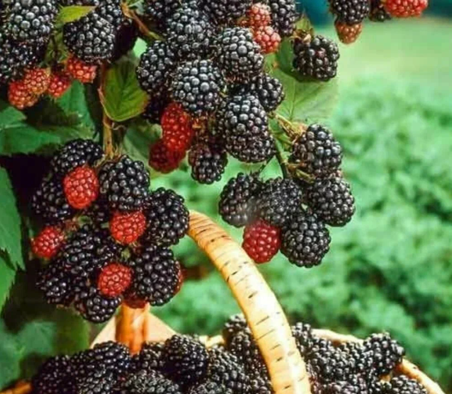 Чёрная малина Бристоль