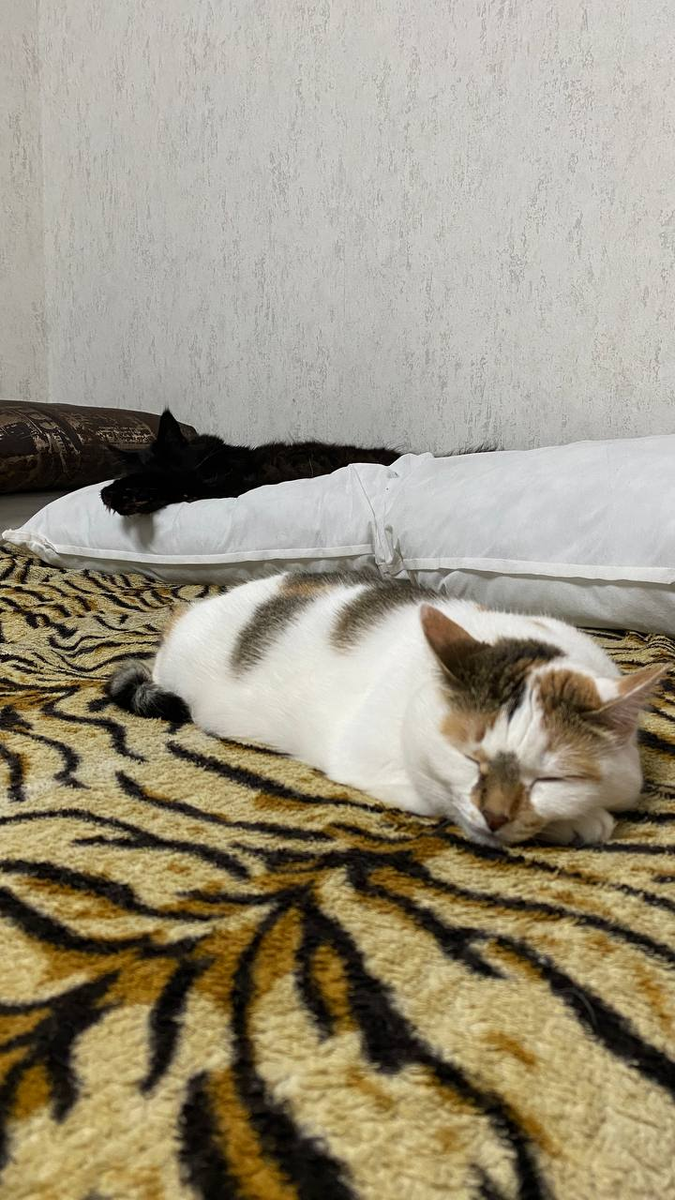 Ято и Хината спят