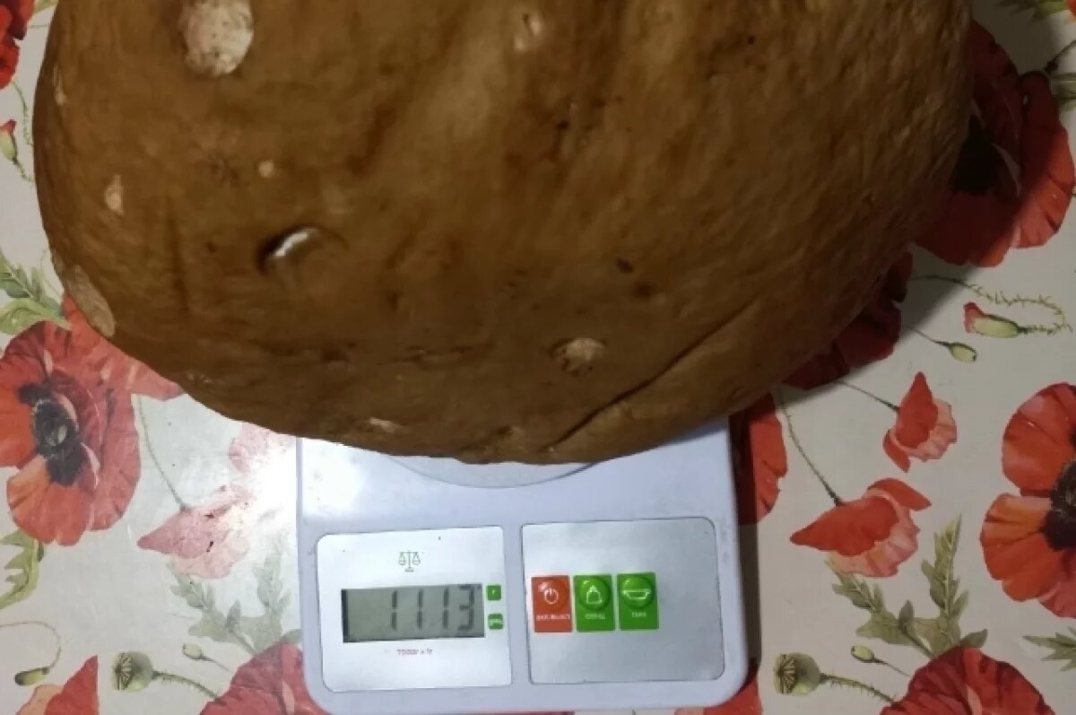    В Тверской области нашли гигантский белый гриб