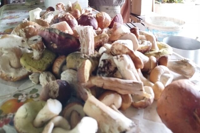    Тверская область славится грибными местами. Фото: Из архива/ Мария Федоренко