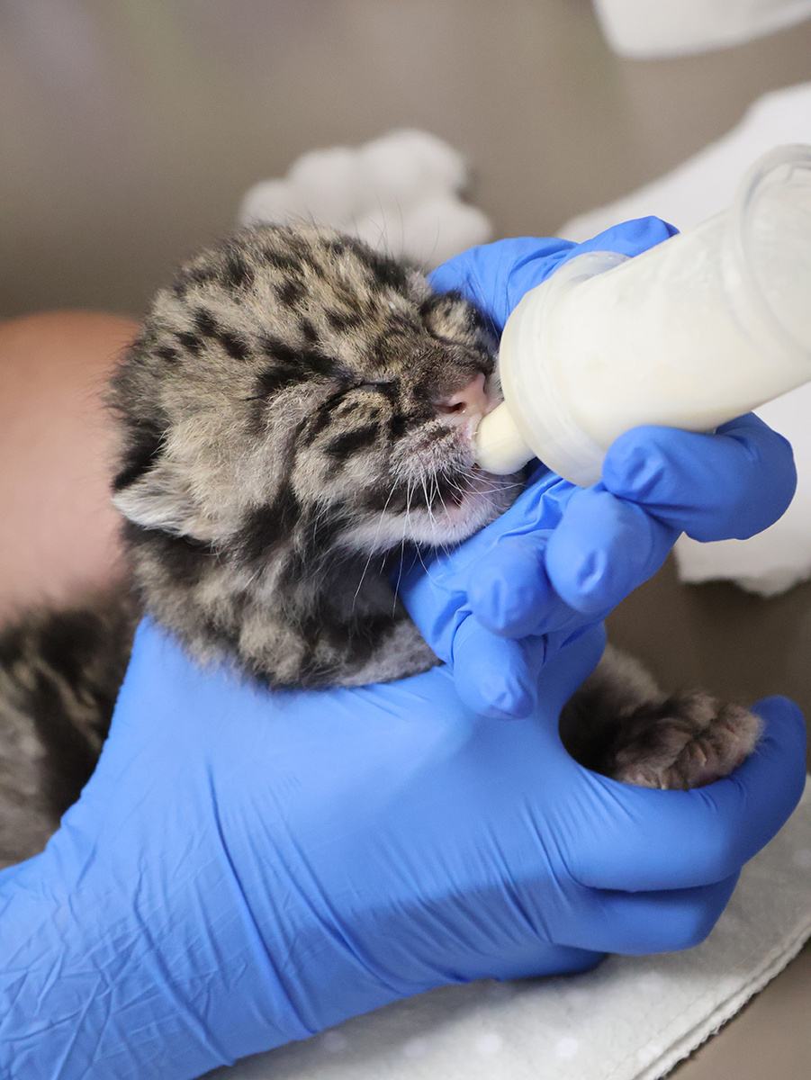 Детёныш дымчатого леопарда. zoos_aquariums