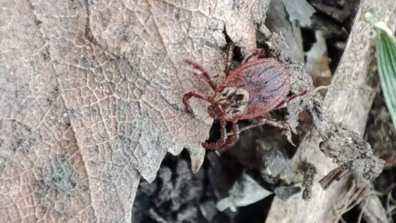      Фото: ИА «Победа26»