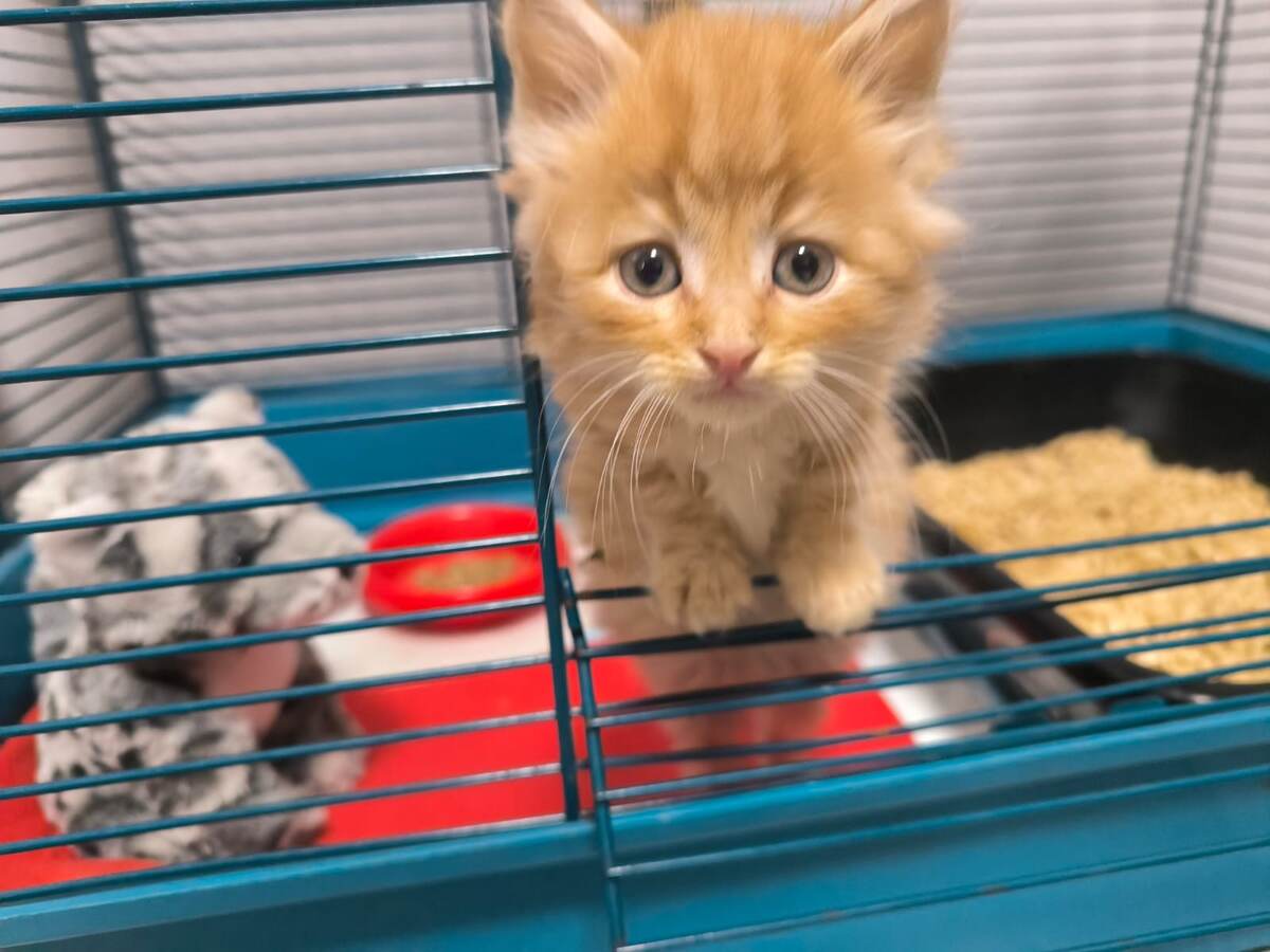 Нашли котёнка
