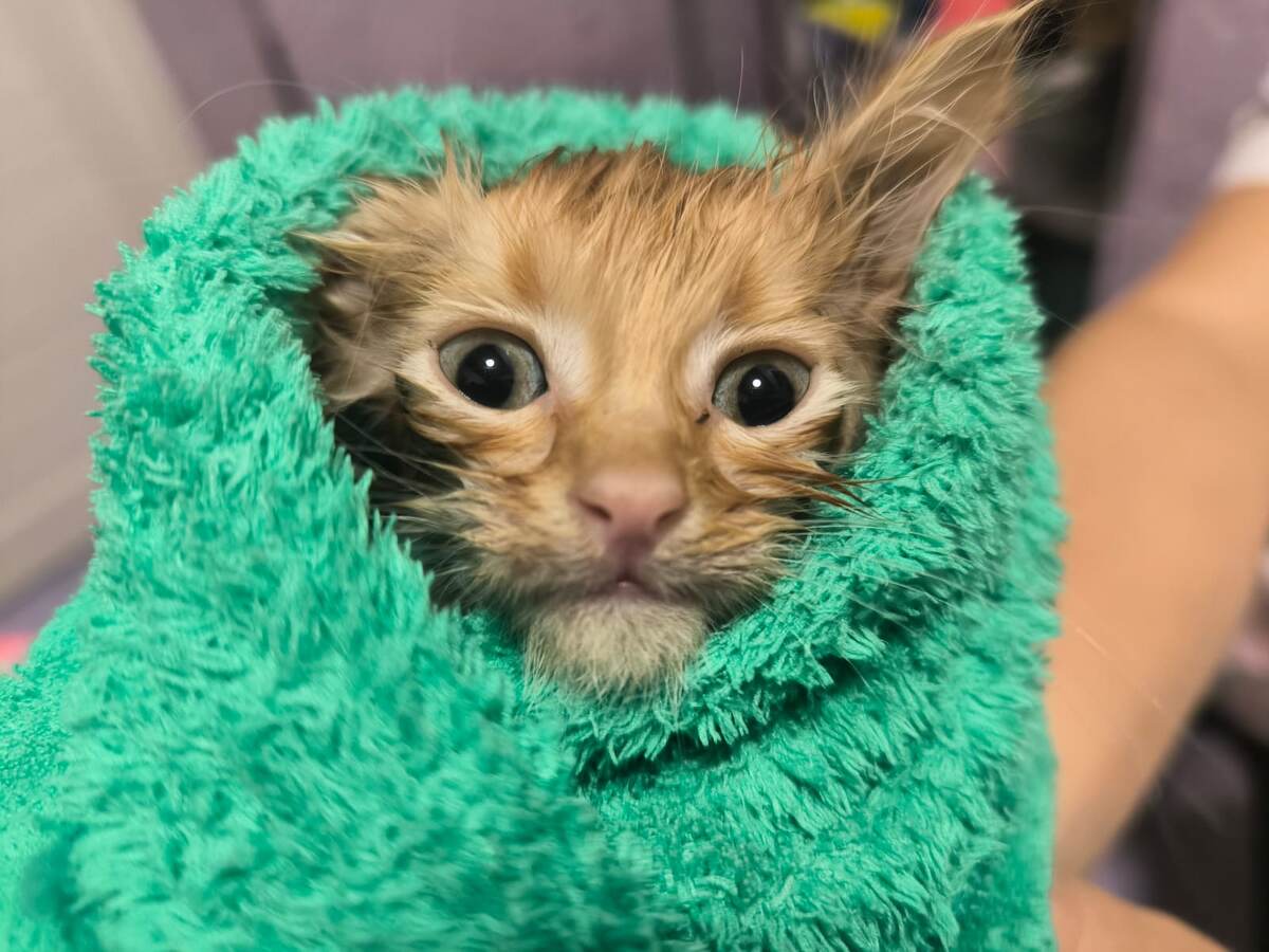 Купание котёнка