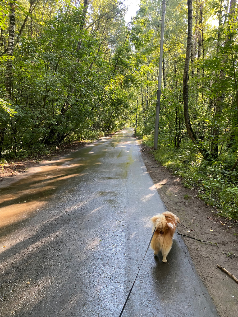 Прогулка с любимым по парку 