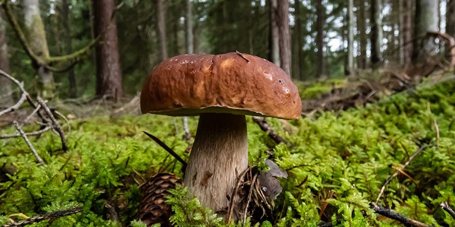    Фото: 123RF/krrad