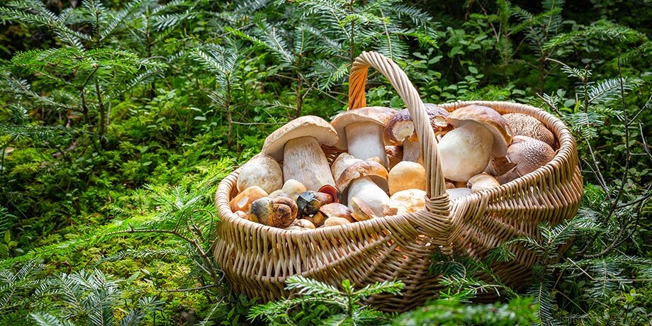    Фото: 123RF/adrianam13