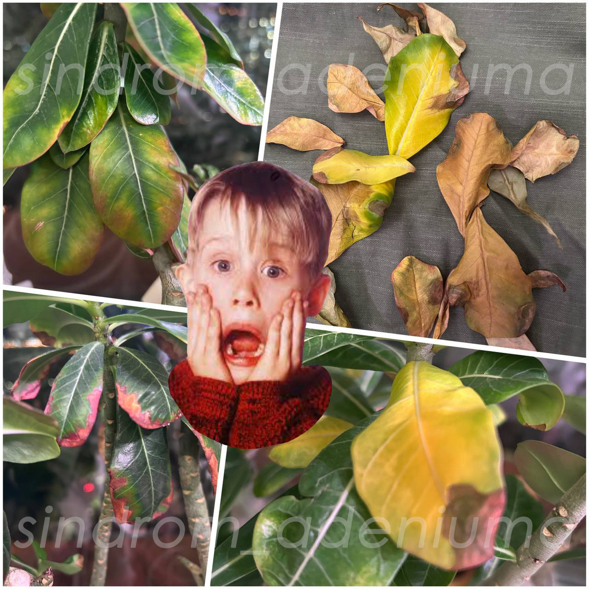 Желтеющие листья адениума. В чем причины?