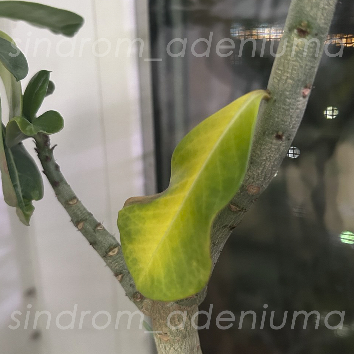 Опадание листьев начинается с нижних