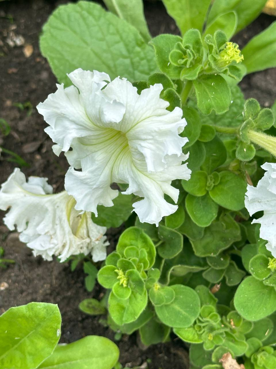 Фотография автора