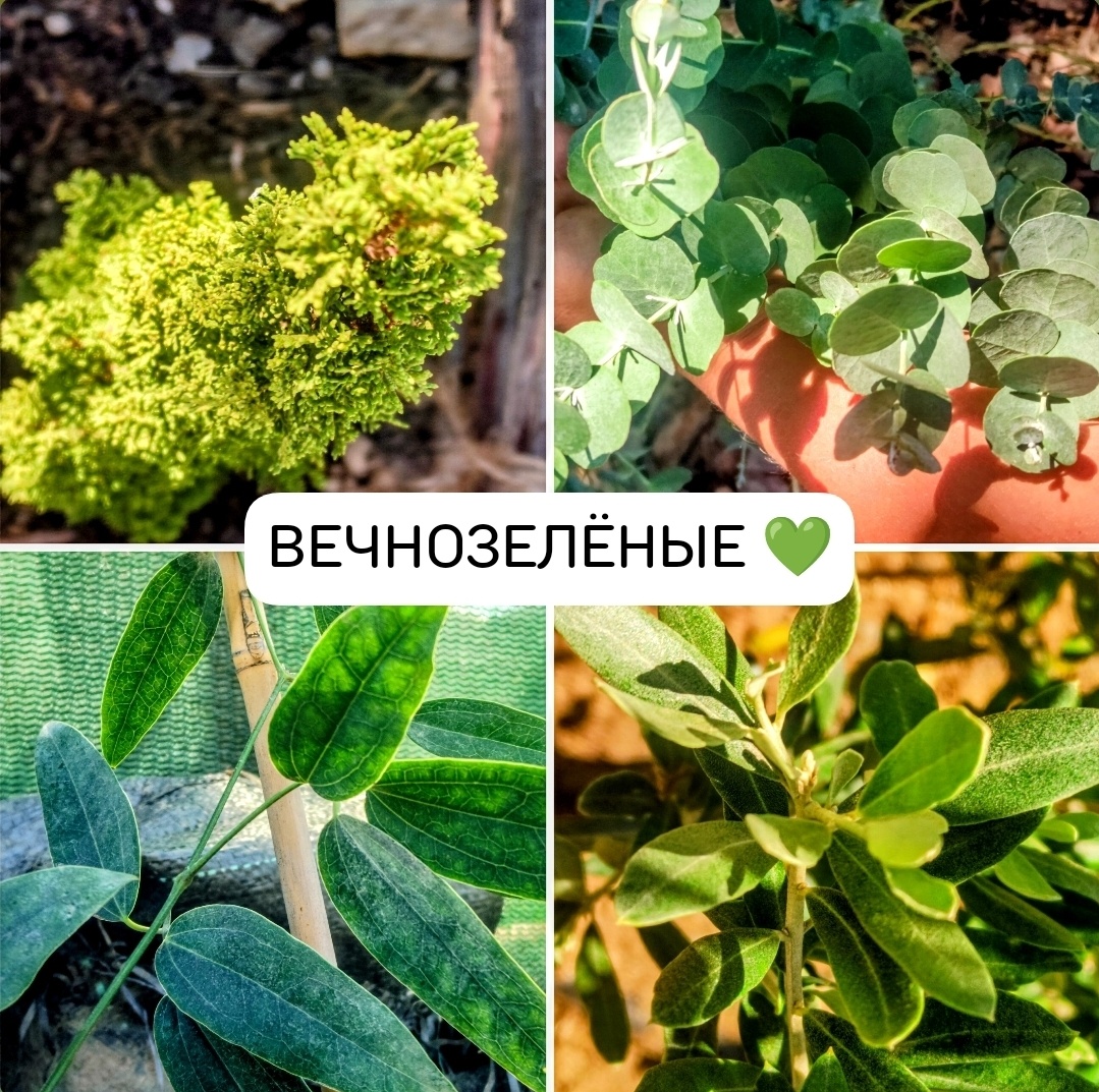 Мои саженцы 