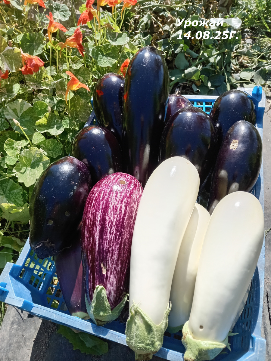 УРОЖАЙ 14.06.25 ГОДА.