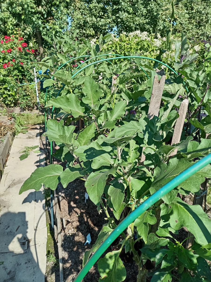 ВИД НА ГРЯДУ С ЮЖНОЙ СТОРОНЫ.