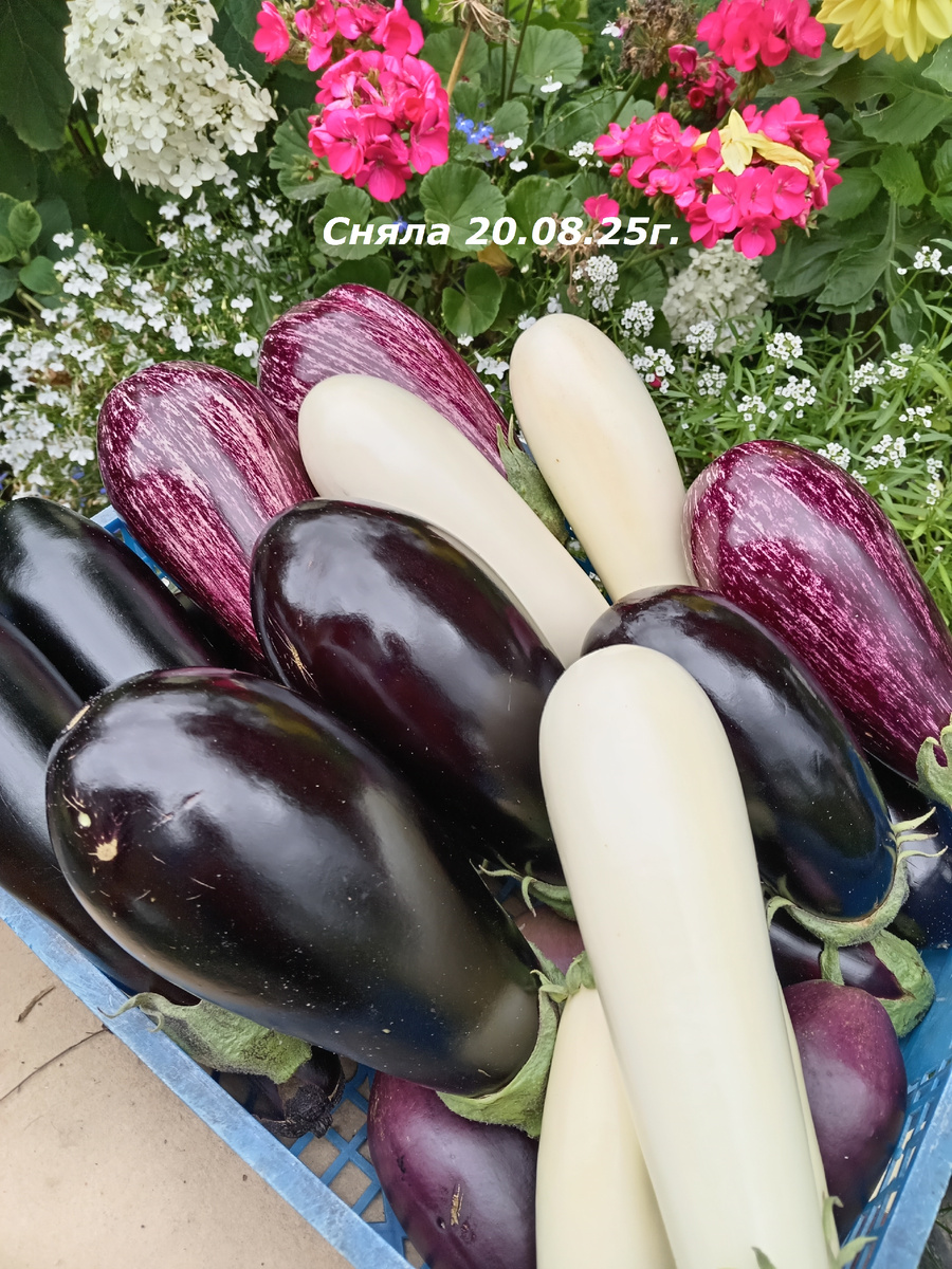 ПОСЛЕДНИЙ УРОЖАЙ ПЕРЕД УБОРКОЙ ГРЯДЫ.