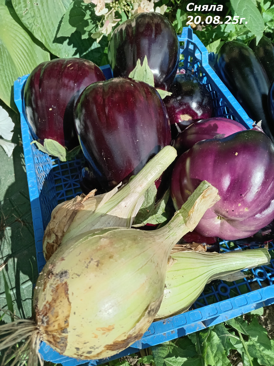 ДОБАВКА К ПЕРВОЙ КАРТИНКЕ.