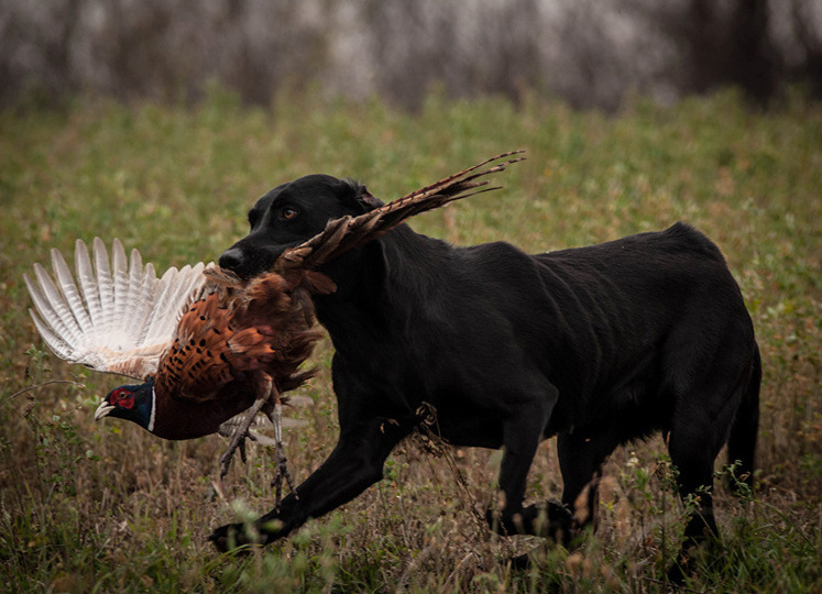 В России с 1 сентября вводятся новые охотничьи правила