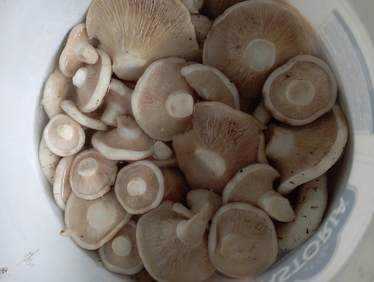 Грузди белые. 