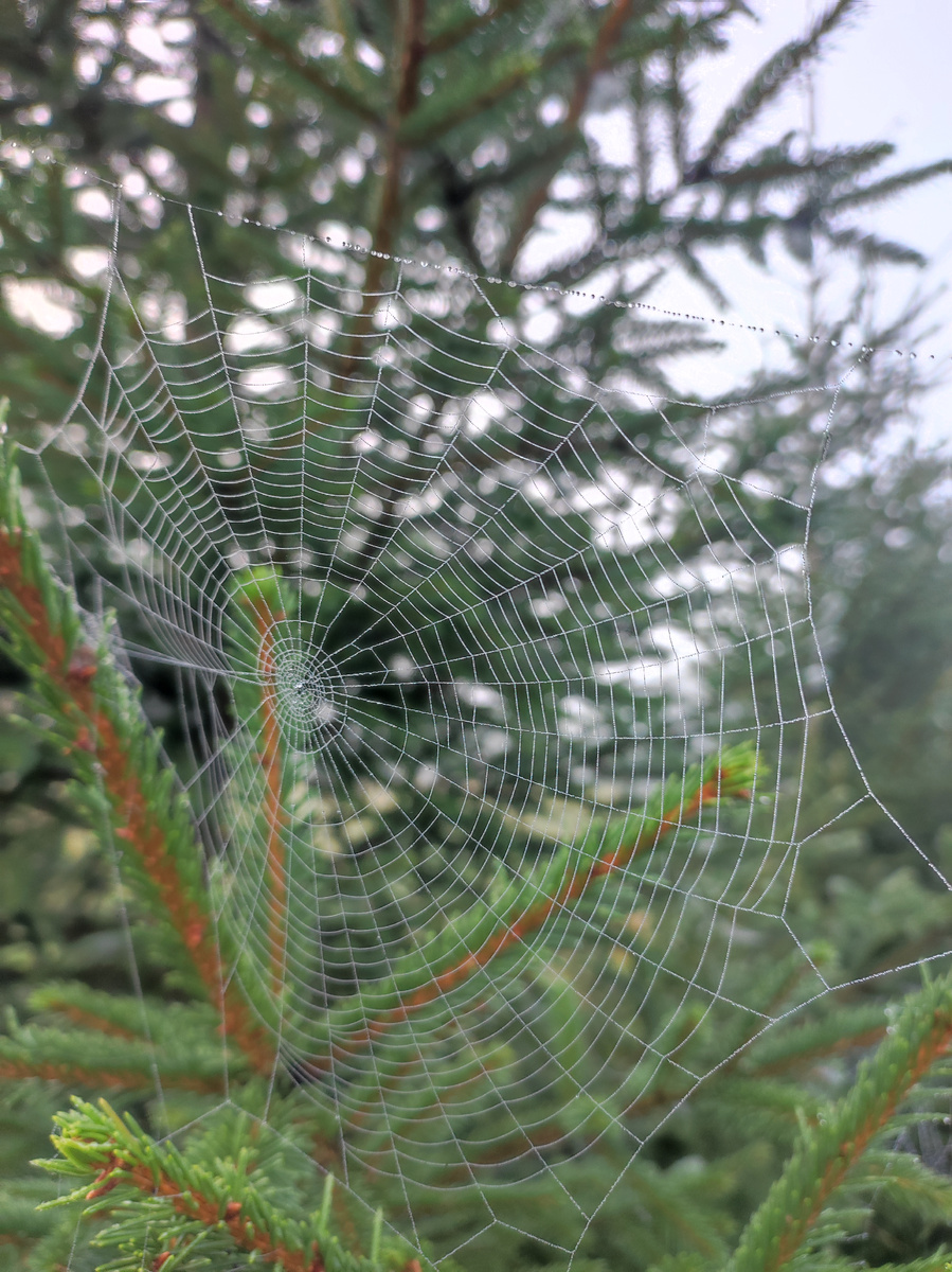 Готовлюсь к операции по удалению РМЖ