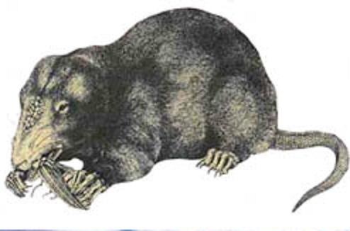 Меуртодон, возможно.