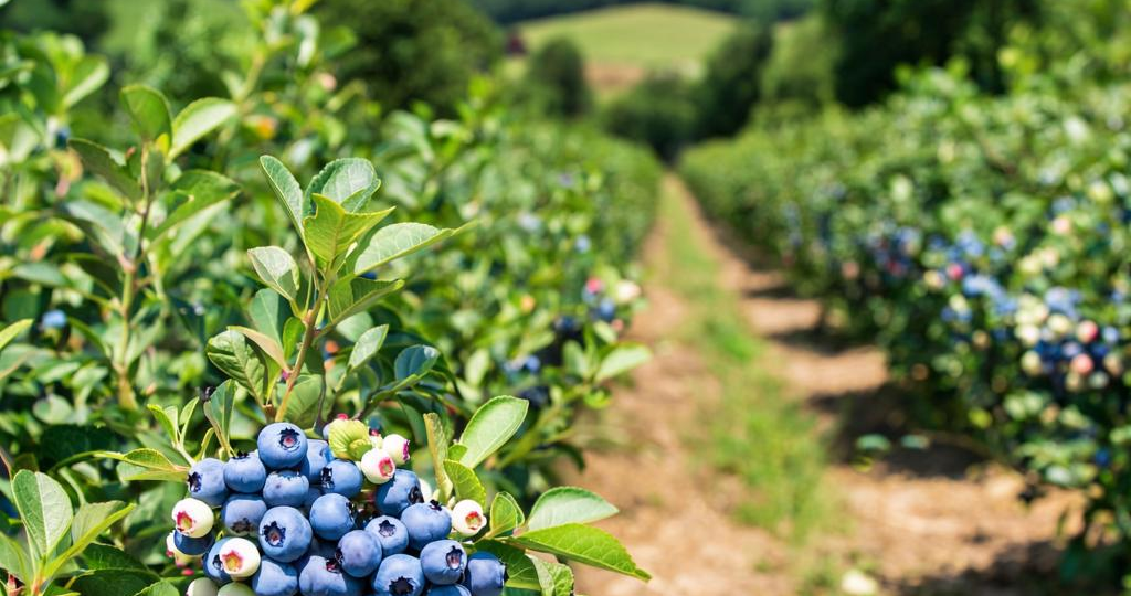 Августовская подкормка голубики: секреты сахарной ягоды