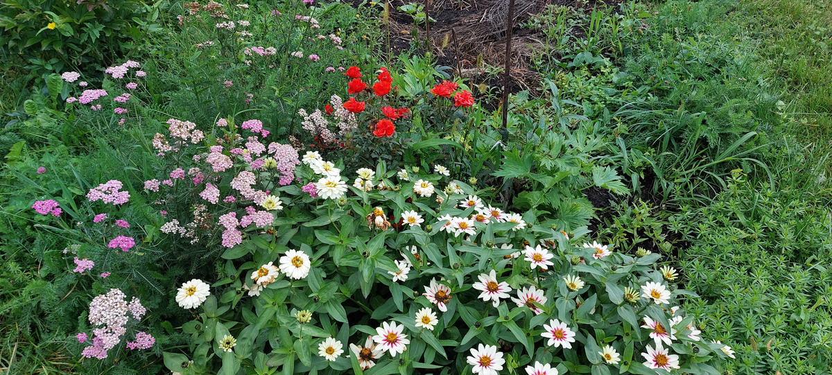 Рекомендую всем такие карликовые циннии. Точно украшают собой мир вокруг. А вот розочки красные мы пересадим с младшим внуком к нему на окно. Цвели они тут очень красиво.