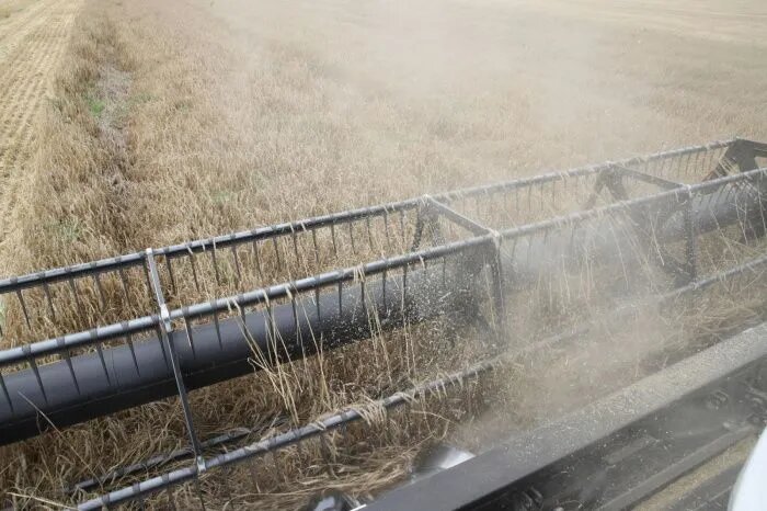 ЧС по засухе объявлены в ряде районов Краснодарского края и Ростовской области. Фото: Пресс-служба губернатора Ростовской области