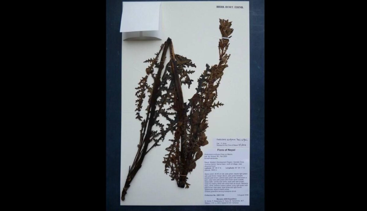 Royal Botanic Garden Edinburgh / YouTube📷Растение, засушенное в форме буквы N