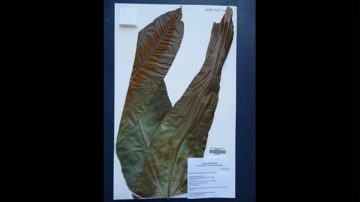 Royal Botanic Garden Edinburgh / YouTube📷Растение, засушенное в форме буквы V