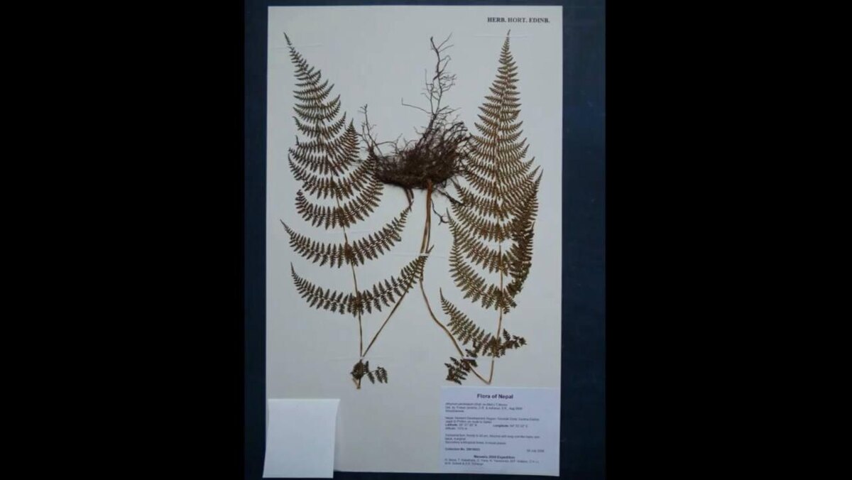 Royal Botanic Garden Edinburgh / YouTube📷Растение, засушенное в форме буквы W