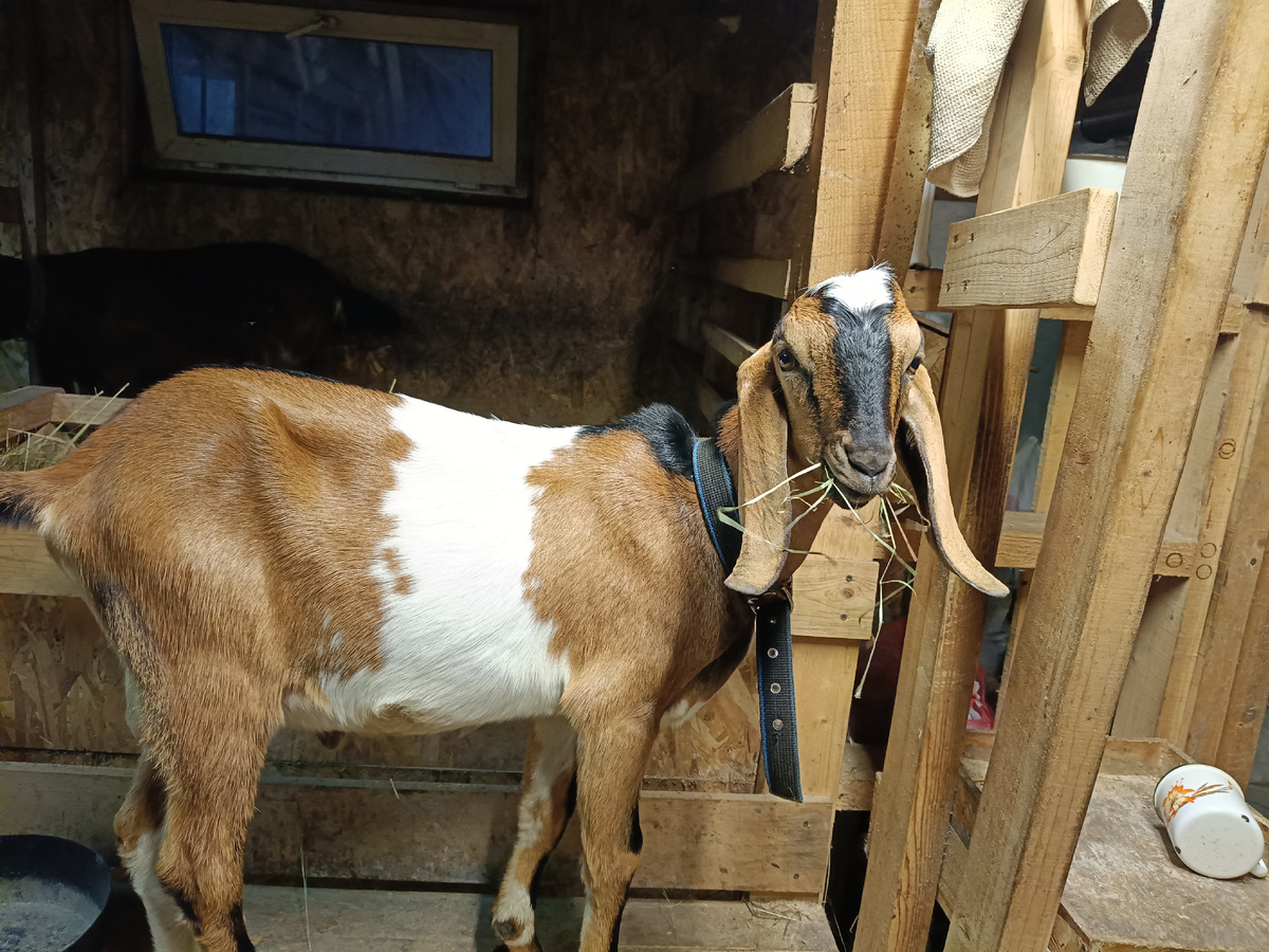 Знакомьтесь - Тошка!