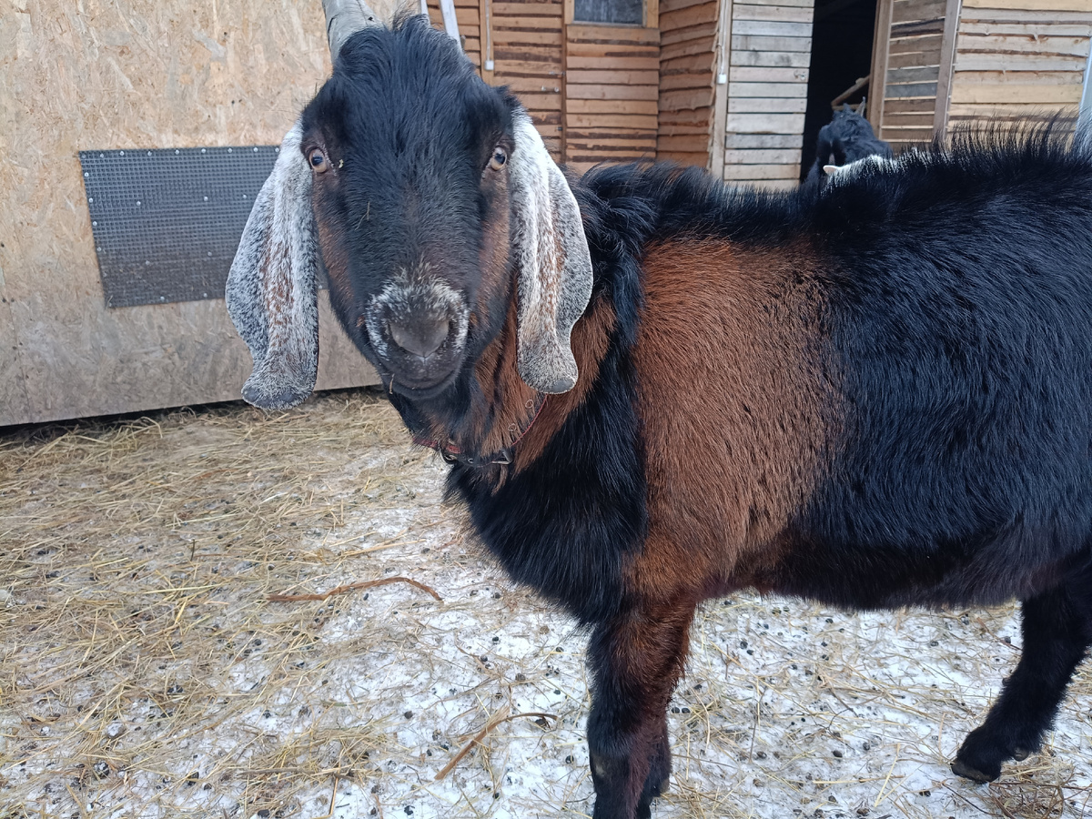 Кто первый парень на деревне? Конечно, Сириус!