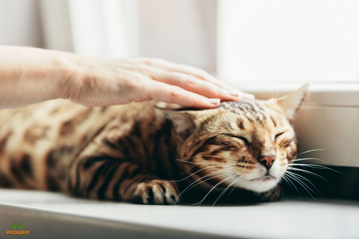 Счастливый бенгальский кот любит, когда его гладят 
