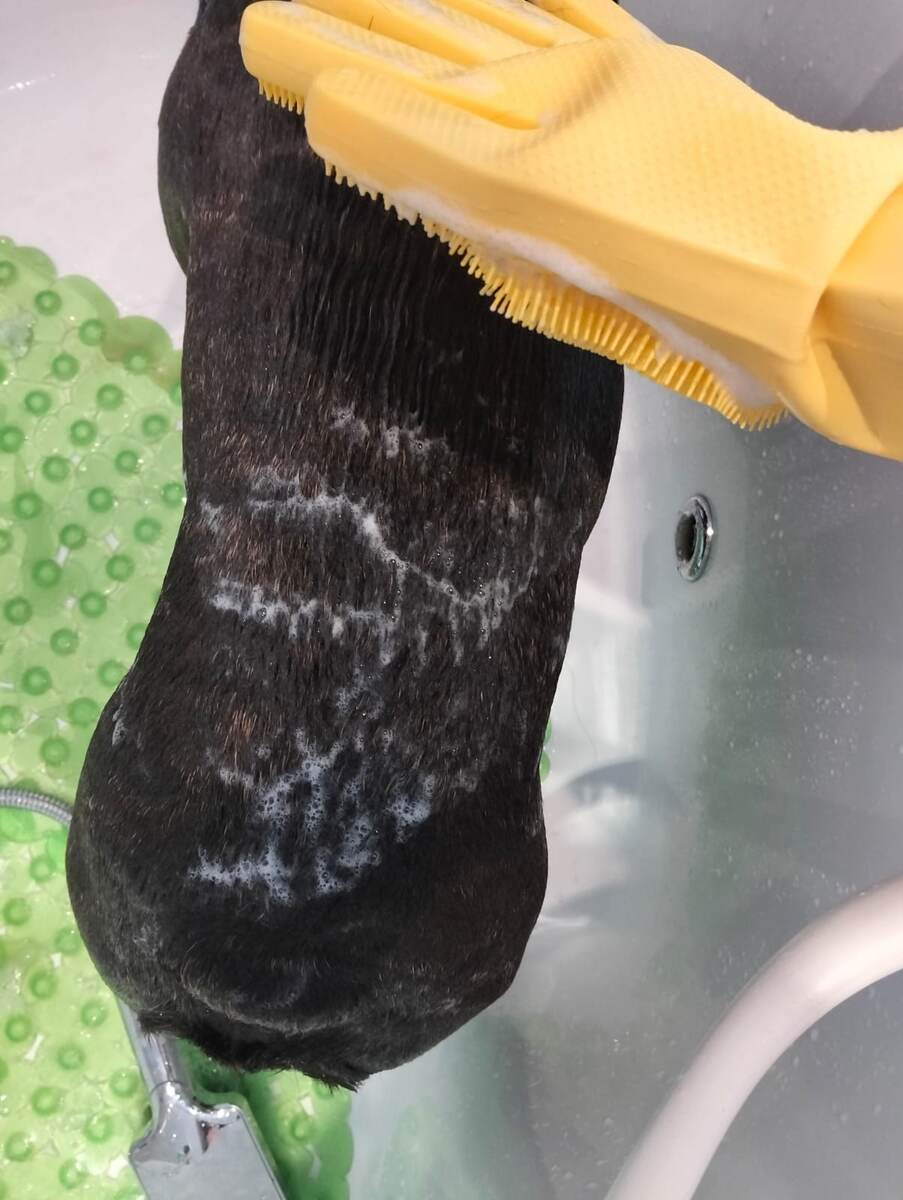 Фото автора. После пролива водой, нанесен шампунь.