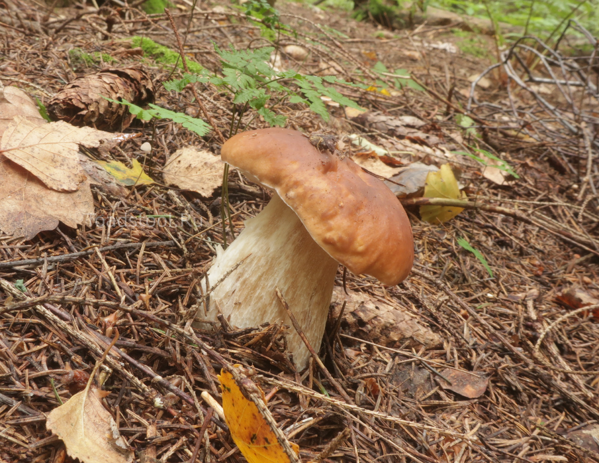 Только оригинальные белые могут пережить мамаево побоище на выходных (фото И.Лебединского)