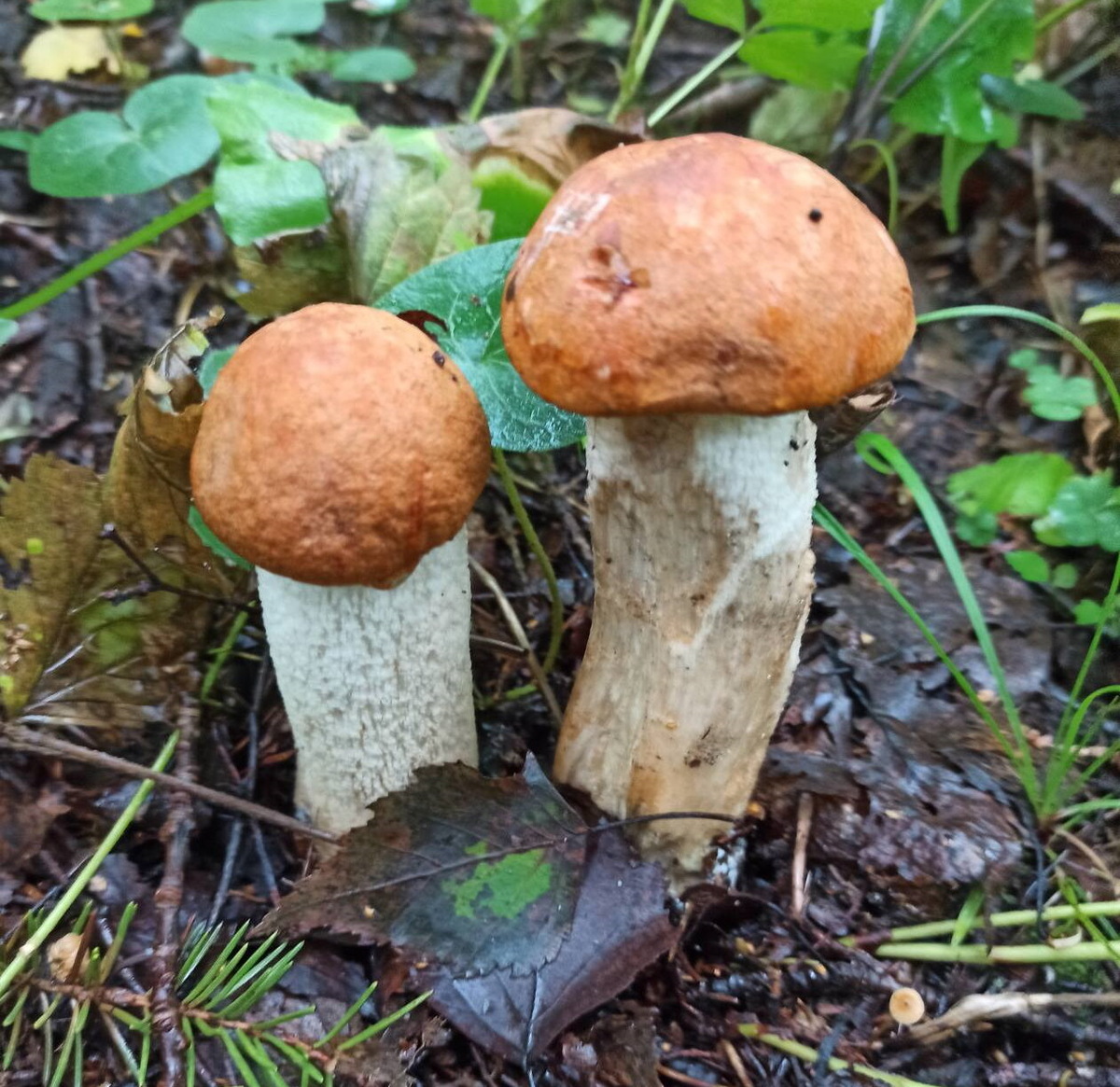 Это Вятка! (автор фото Доктор Д.)