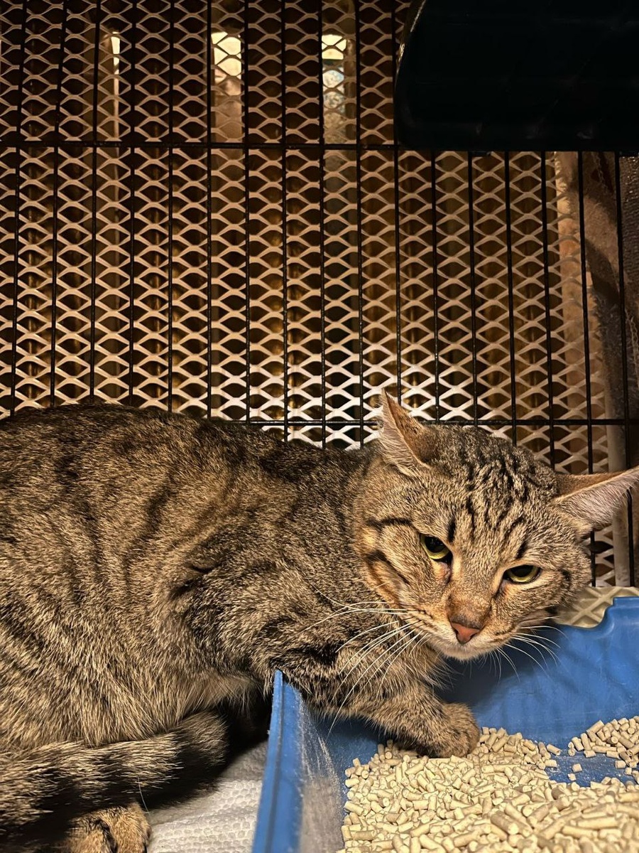 Валерьян и правда один из самых непростых наших бывших подопечных