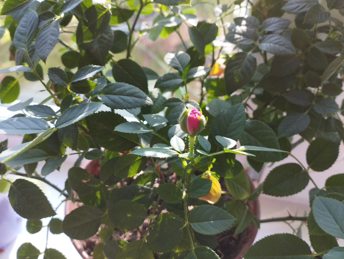 Скоро роза расцветет. 