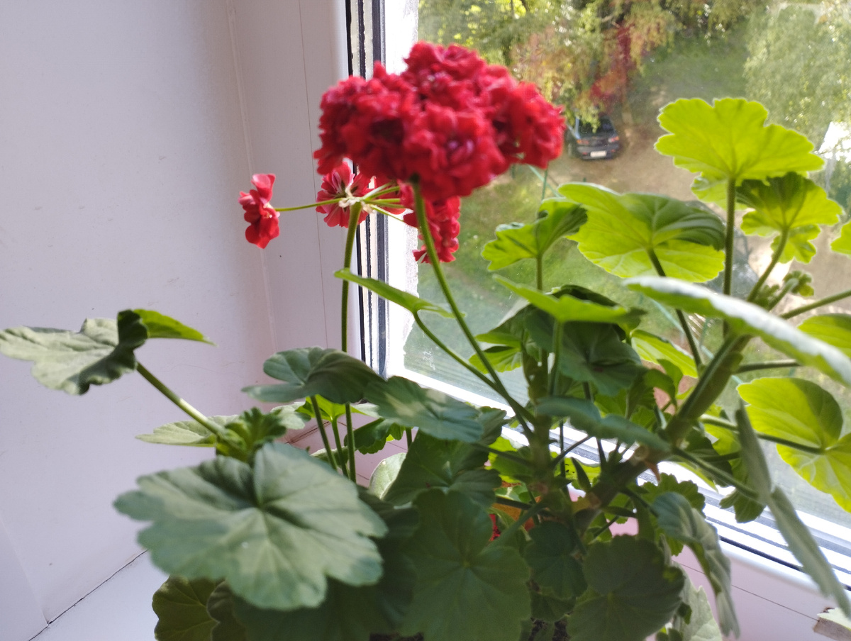 Цветочки для моих подписчиков. 